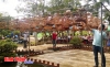 Hơn 100 lồng chim chào mào thi hót giải định kỳ hàng tháng tại trường chim Quang Trung